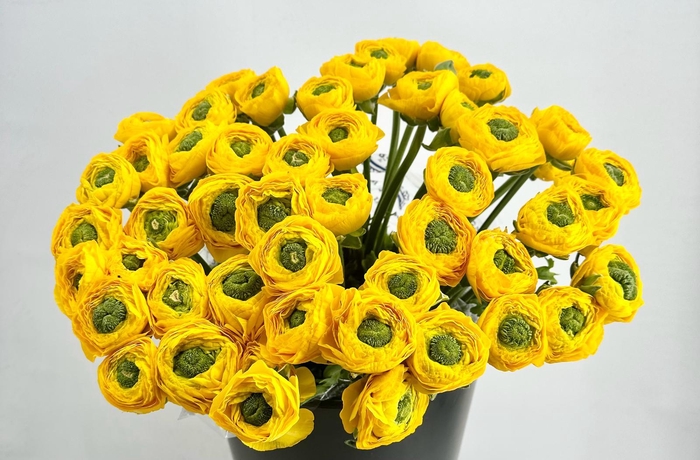 <h4>Ranunculus Clooney Omega Super</h4>