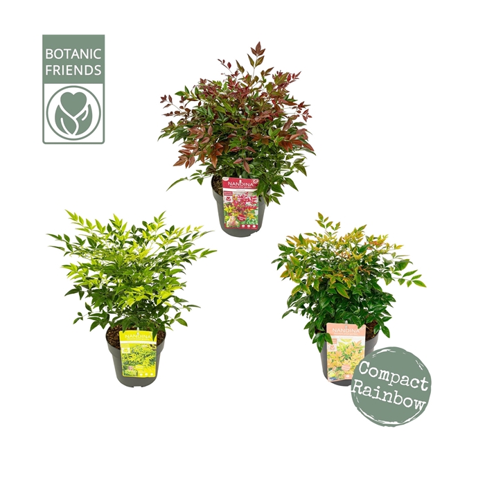 <h4>Nandina dom. Mix</h4>