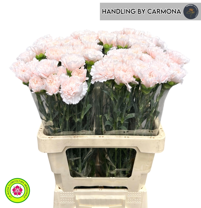 <h4>DI ST SIGNORELLI</h4>