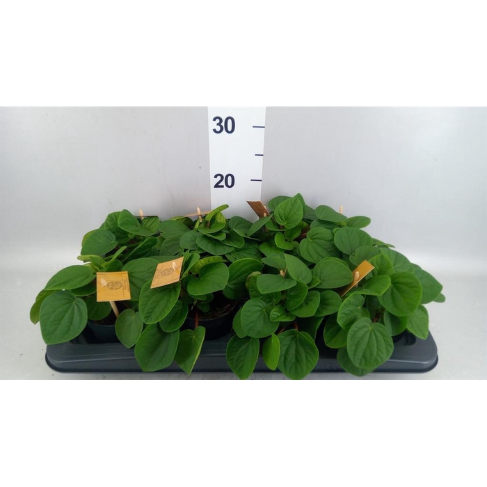 <h4>Peperomia albov. 'Rana Verde'</h4>