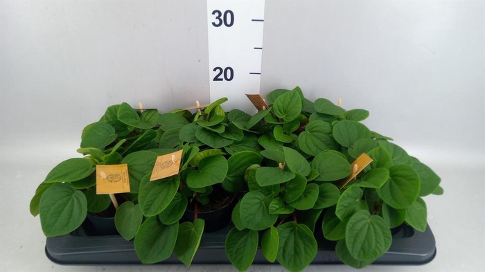 Peperomia albov. 'Rana Verde'