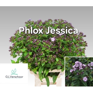 PHLOX PANICULATA OV
