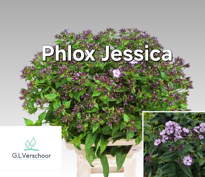 <h4>PHLOX PANICULATA OV</h4>