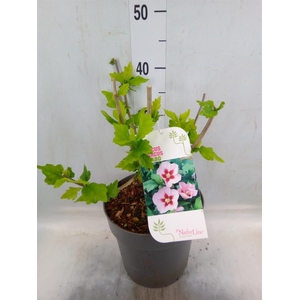 Hibiscus syriacus 'Hamabo'