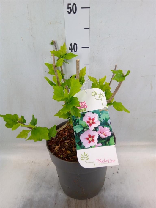 <h4>Hibiscus syriacus 'Hamabo'</h4>