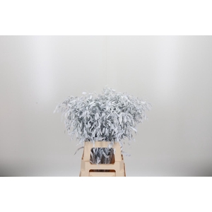 Chasmantium Kl Bh Wit