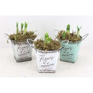 arr4 Narcis FL - Zink fleurs 4kant x9