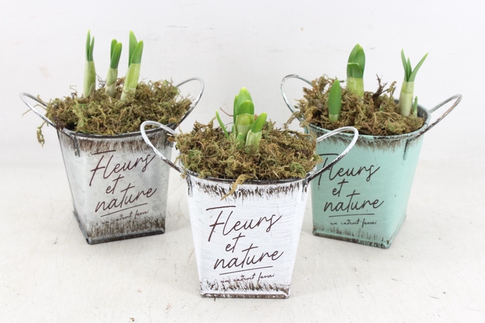 <h4>arr4 Narcis FL - Zink fleurs 4kant x9</h4>