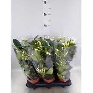 Stephanotis floribunda   ...
