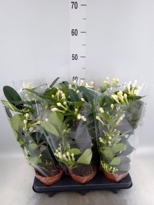 <h4>Stephanotis floribunda   ...</h4>