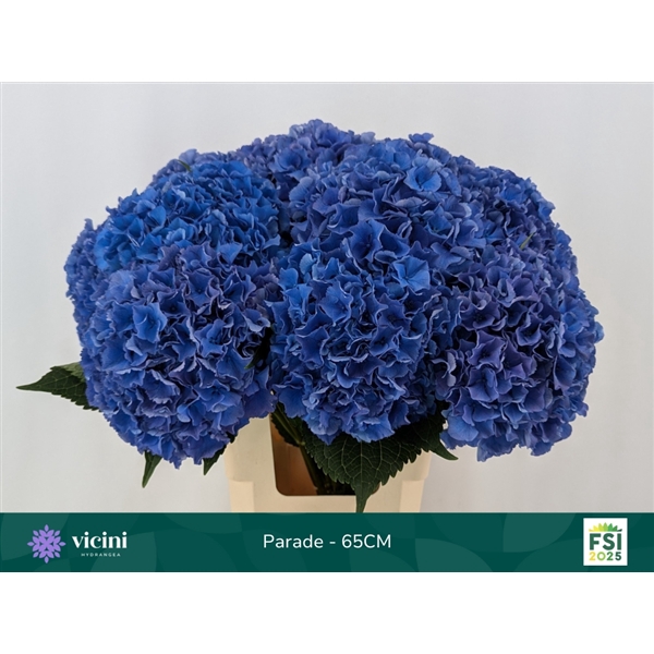 <h4>Parade - 65CM</h4>