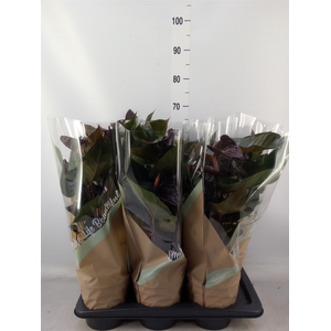 Anthurium andr. 'Beauty Black'