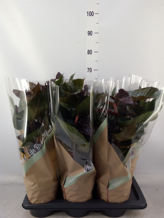 <h4>Anthurium andr. 'Beauty Black'</h4>