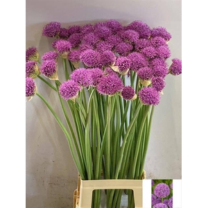 Allium Gladiator