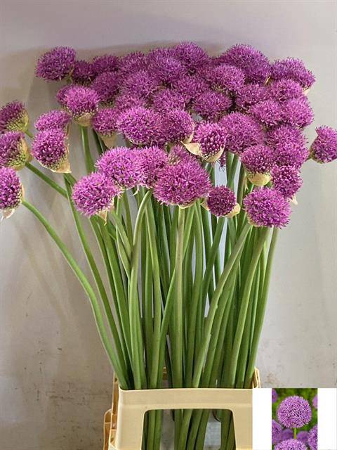 Allium Gladiator