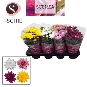 Chrysanthemum Indicum Grp Chrystal Gemengd