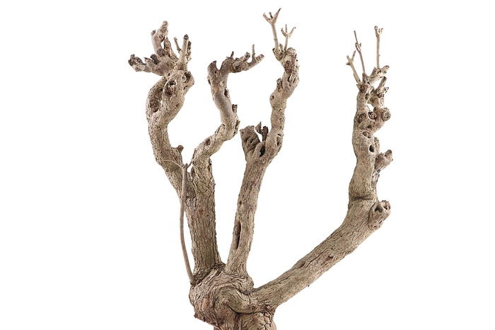 <h4>Syringa Branch Super Bliss</h4>