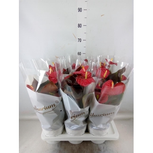 Anthurium andr. 'Coral Champion'