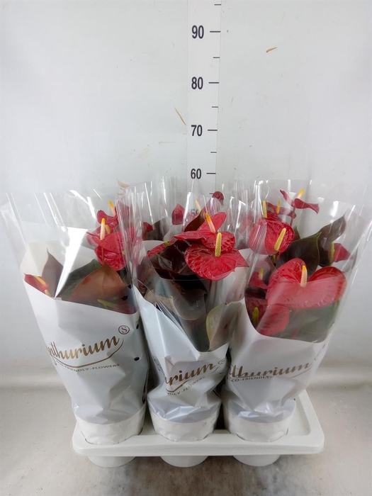<h4>Anthurium andr. 'Coral Champion'</h4>
