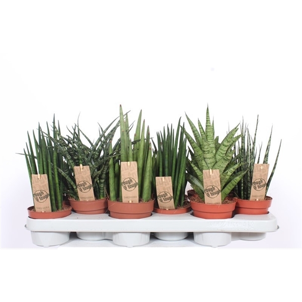 <h4>Sansevieria Luxe mix</h4>