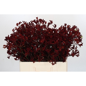 Anigozanthos Bush Ruby