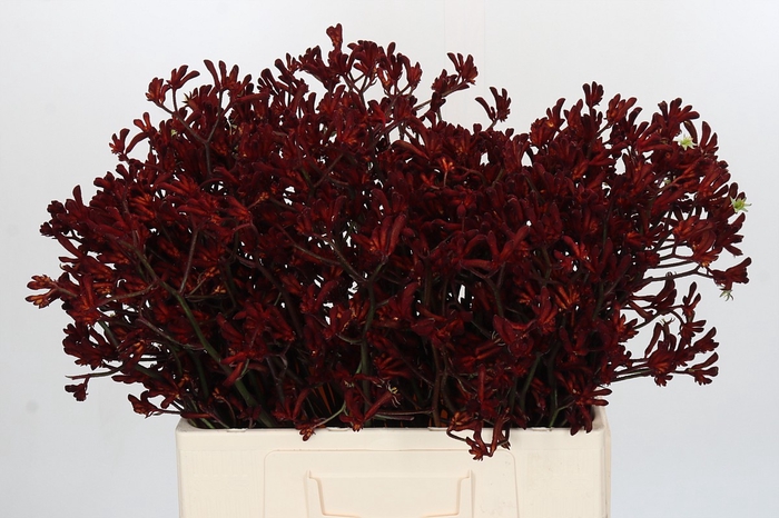 <h4>Anigozanthos Bush Ruby</h4>