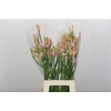 Nerine Vesta K Artistiek