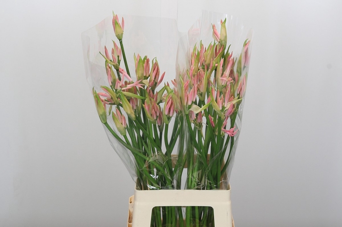 <h4>Nerine Vesta K Artistiek</h4>
