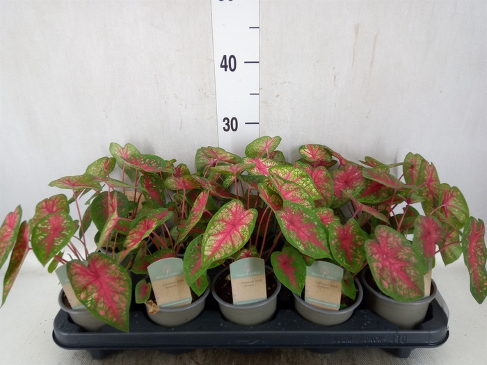 <h4>Caladium   ...</h4>