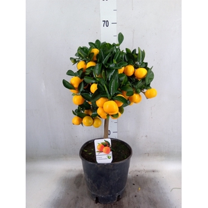 Citrus   ...