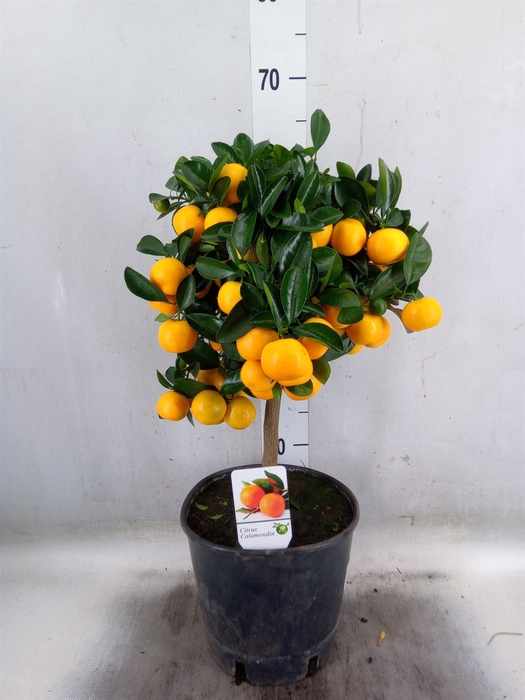 <h4>Citrus   ...</h4>