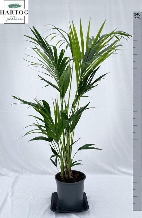 <h4>HOWEA FORSTERIANA</h4>