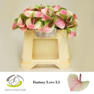 ANTH A FAN LOVE 60 L3.