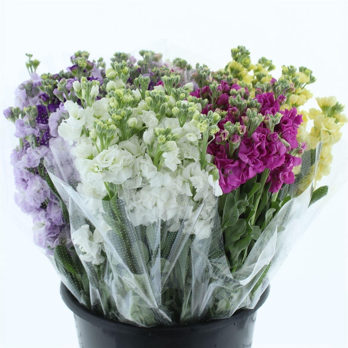 <h4>Matth Iron Mix In Fust Super</h4>