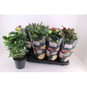 Rosa patio mix 13Ø 33cm