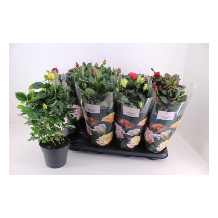 <h4>Rosa patio mix 13Ø 33cm</h4>