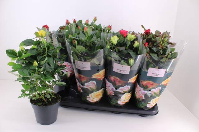 Rosa patio mix 13Ø 33cm