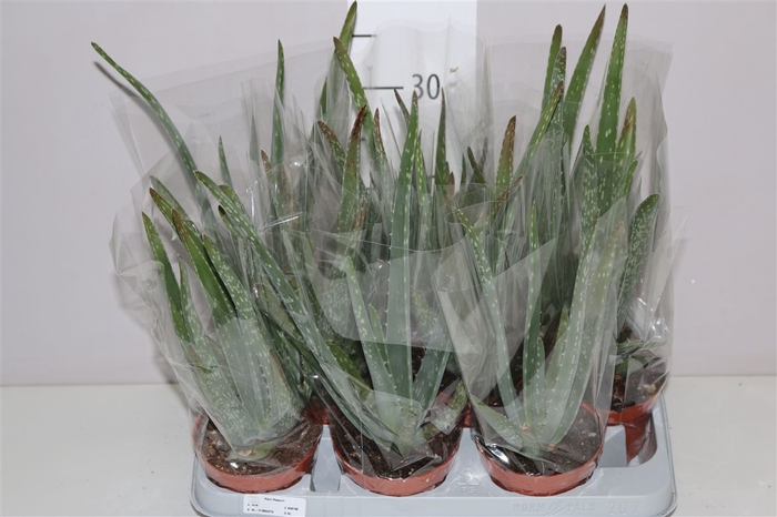 <h4>Aloe Vera</h4>