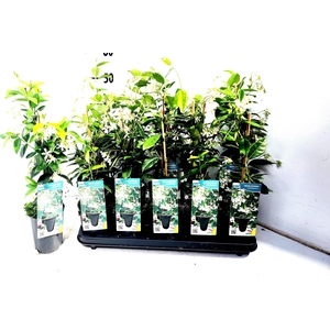 TRAC JASMINOIDES