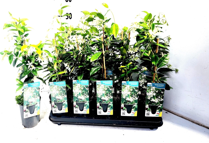 <h4>TRAC JASMINOIDES</h4>