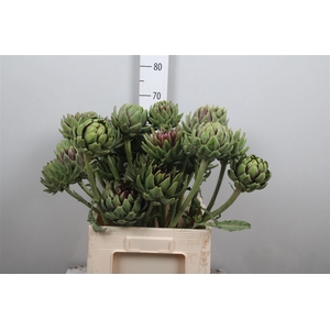 Cynara Sc Green Glob