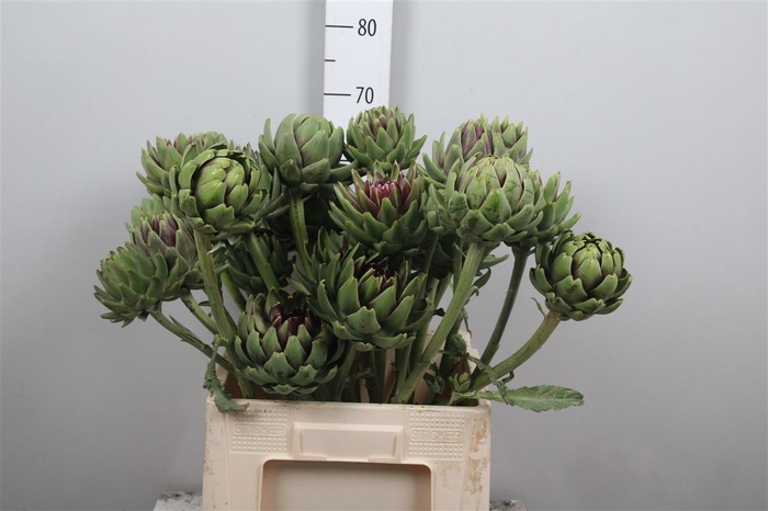<h4>Cynara Sc Green Glob</h4>