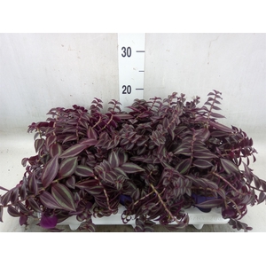 Tradescantia   ...