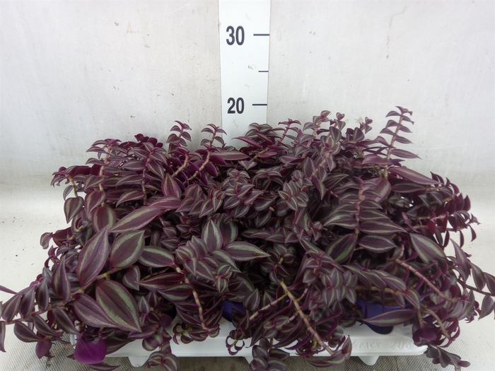 <h4>Tradescantia   ...</h4>