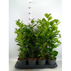 Ficus microcarpa 'Moclame'