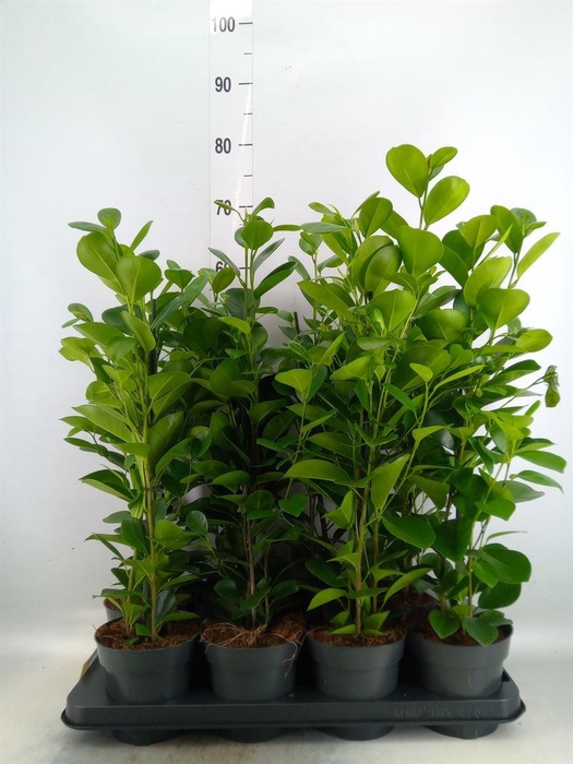 <h4>Ficus microcarpa 'Moclame'</h4>