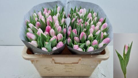 <h4>TU EN DYNASTY</h4>