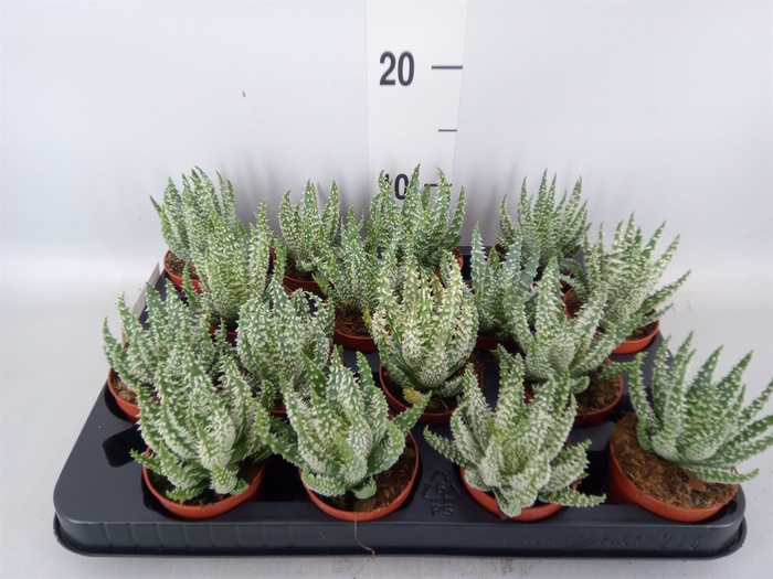 <h4>Aloe humilis</h4>