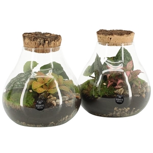 Terrarium Type 90513