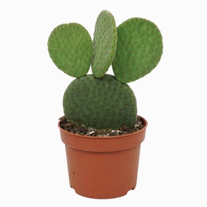Opuntia